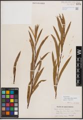 Foto von Salix exigua subsp. interior (Rowlee) Cronquist